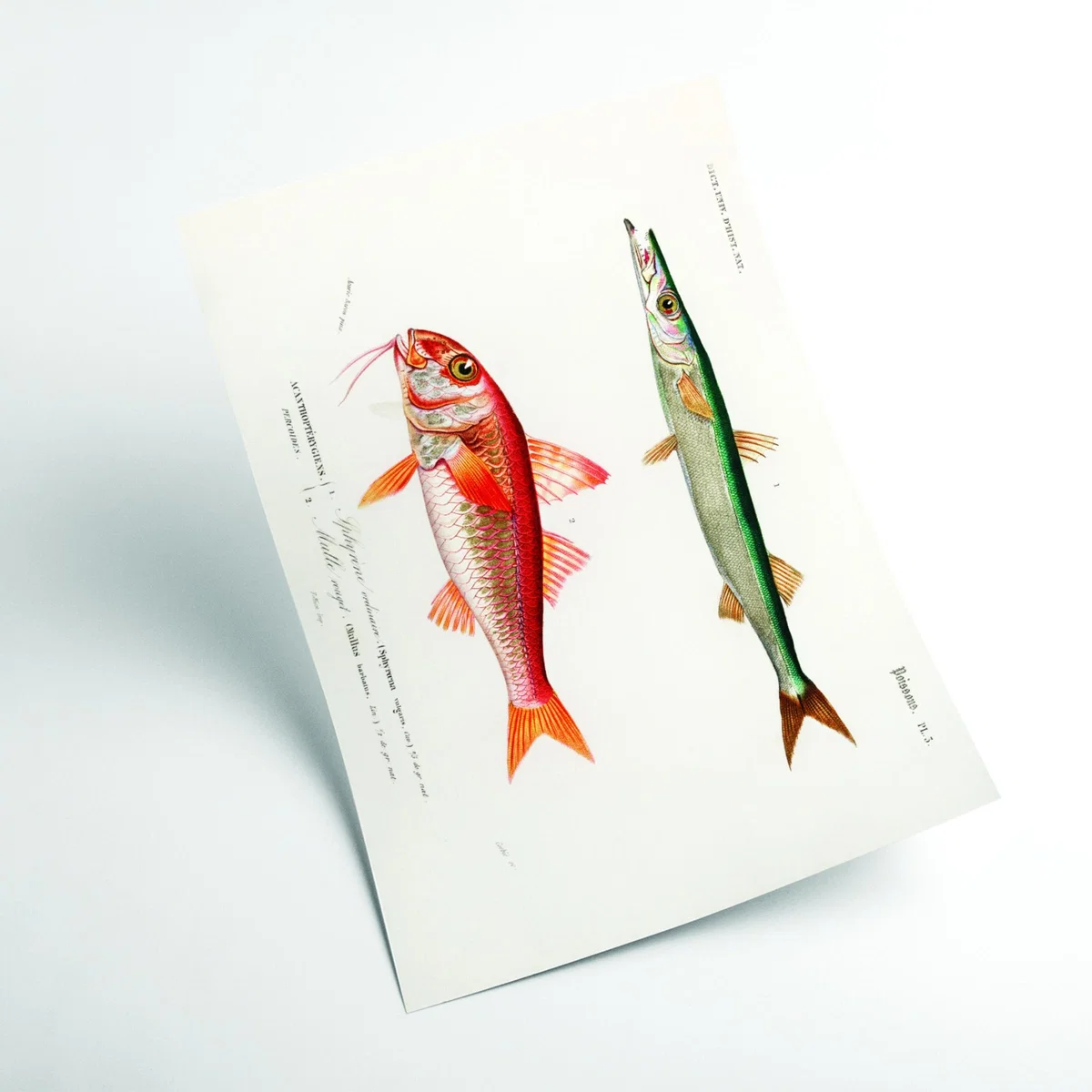 Different Types Of Fishes I A2 420 X 594Mm Stanley Print House – image 2