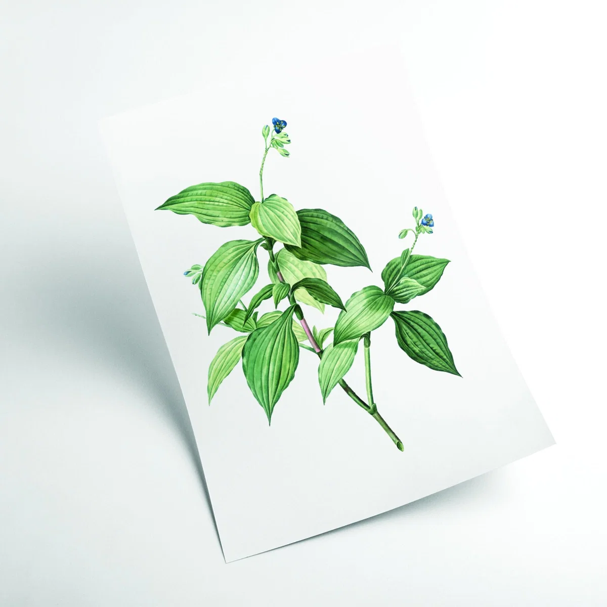 Green Vintage Botanical Plant Medium Stanley Print House – image 2