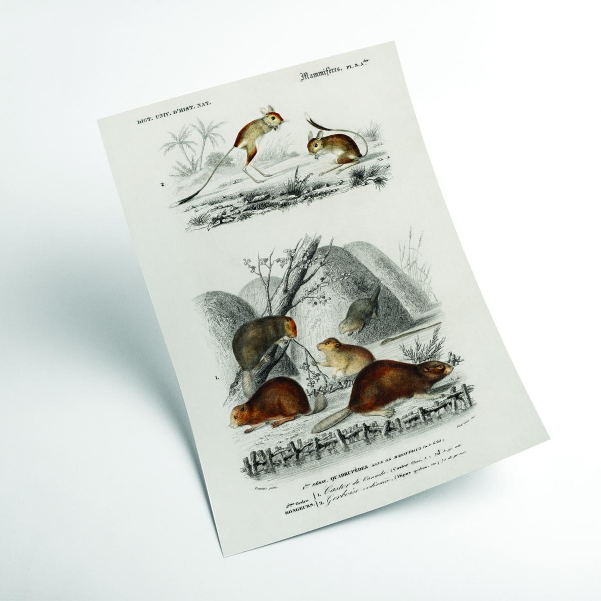 Grey Beaver And Jerboa A4 210 X 297Mm Stanley Print House – image 2