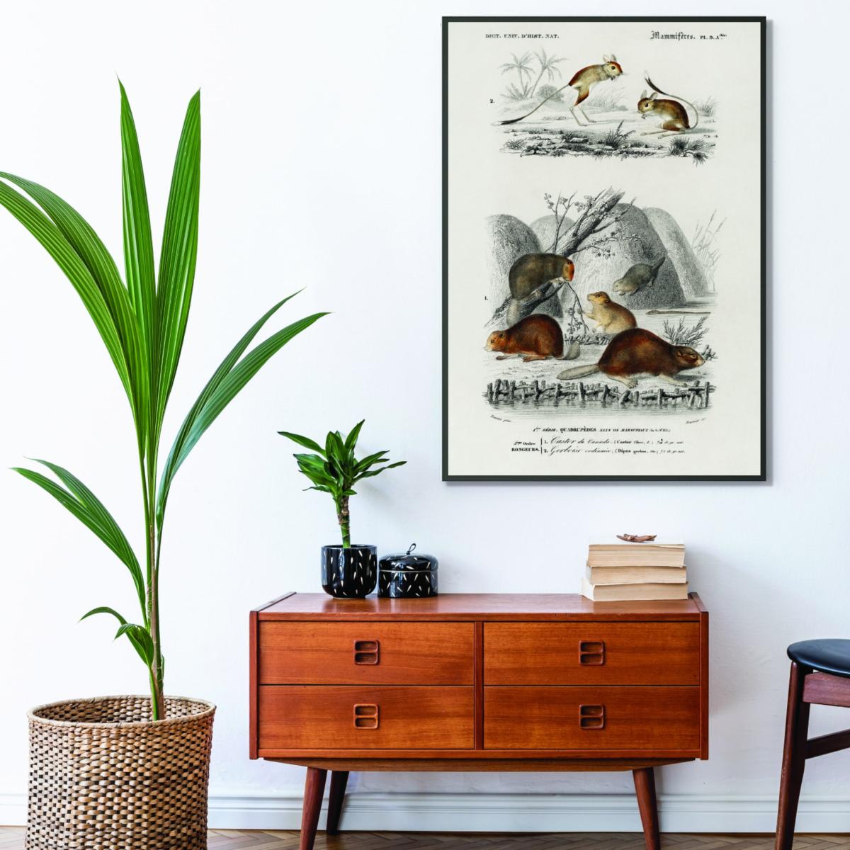 Grey Beaver And Jerboa A4 210 X 297Mm Stanley Print House – image 3