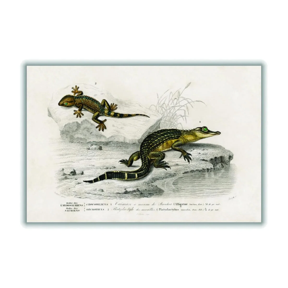 Green Alligator And Lilford Swall Lizard Medium Stanley Print House – image 1