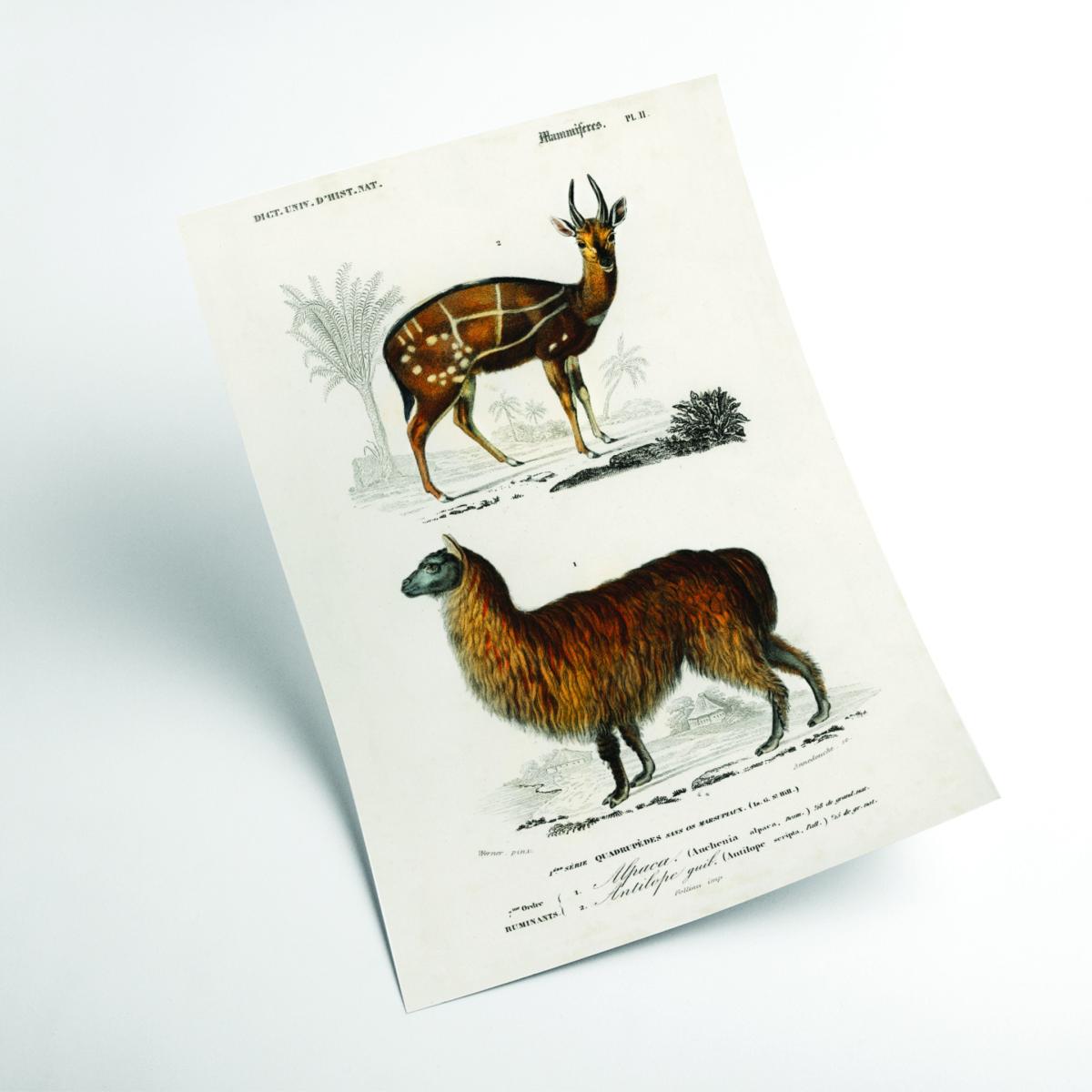 Brown Natural History Alpaca & Antilope A4 210 X 297Mm Stanley Print House – image 2