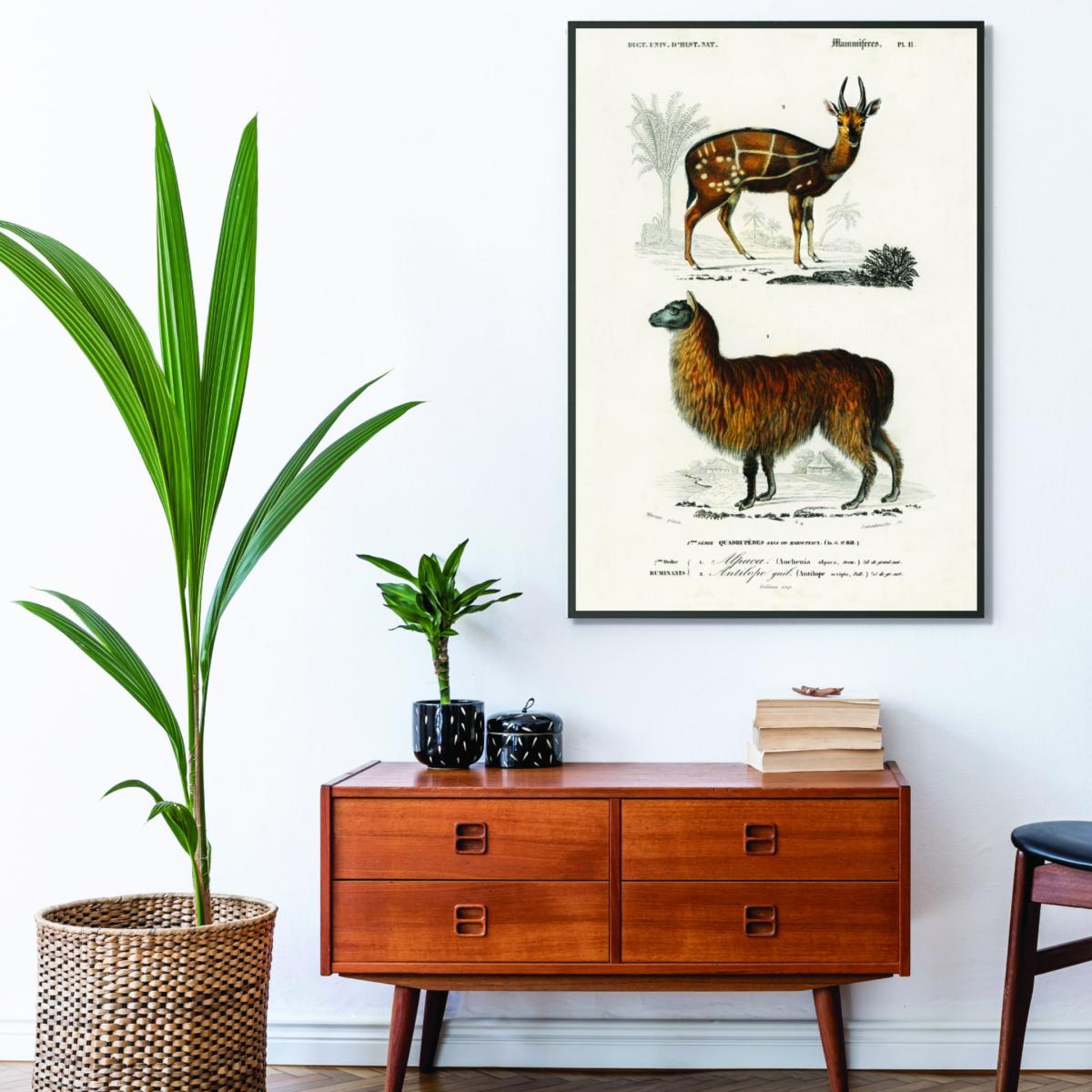 Brown Natural History Alpaca & Antilope A4 210 X 297Mm Stanley Print House – image 3