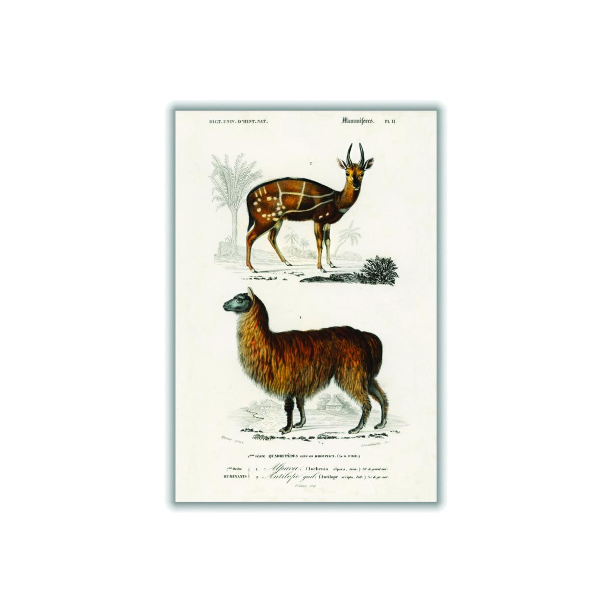 Brown Natural History Alpaca & Antilope A4 210 X 297Mm Stanley Print House – image 1