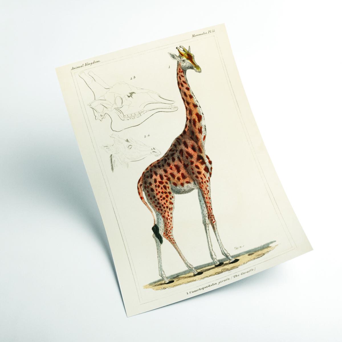 Gold Animal Kingdom - The Giraffe A1 594 X 841Mm Stanley Print House – image 2