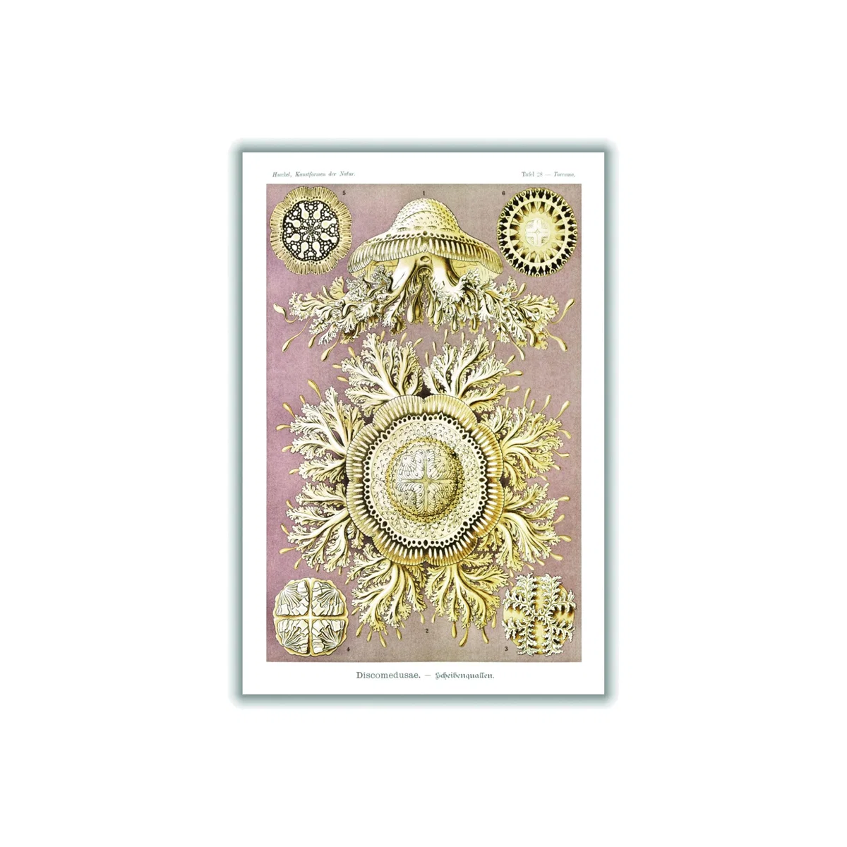 Gold Discomedusae-Scheibenquallen Iiiii By Ernst Haeckel A2 420 X 594Mm Stanley Print House – image 1