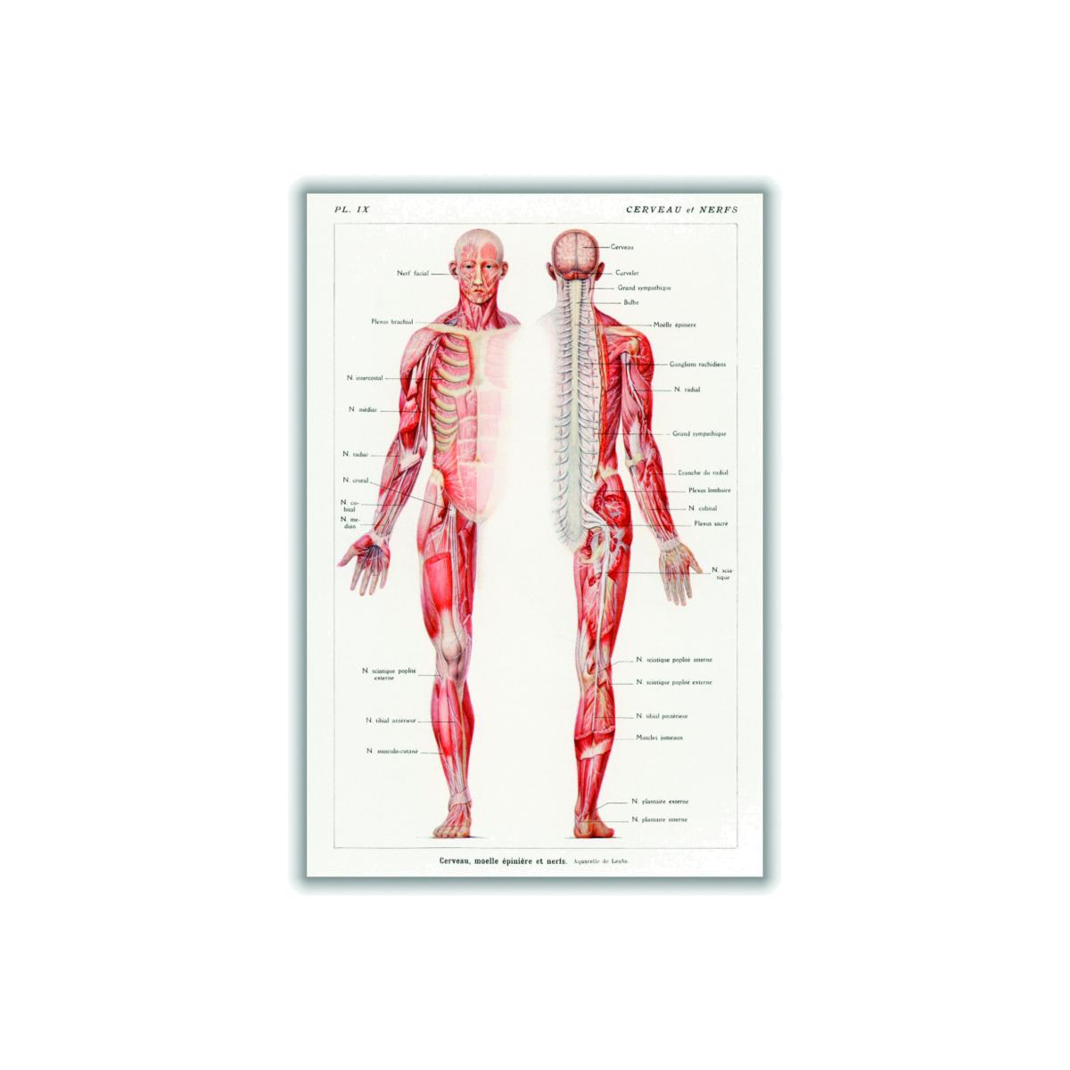 Red Human Nervous System A4 210 X 297Mm Stanley Print House – image 1