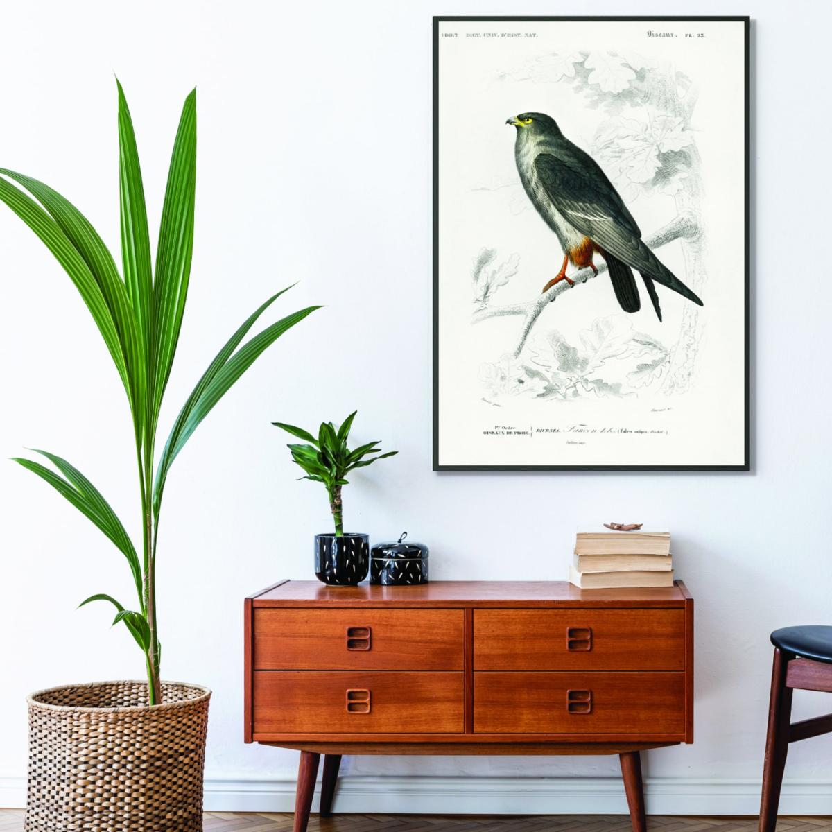 Grey Red-Footed Falcon A2 420 X 594Mm Stanley Print House – image 3