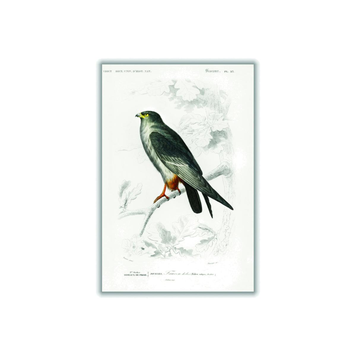 Grey Red-Footed Falcon A2 420 X 594Mm Stanley Print House – image 1