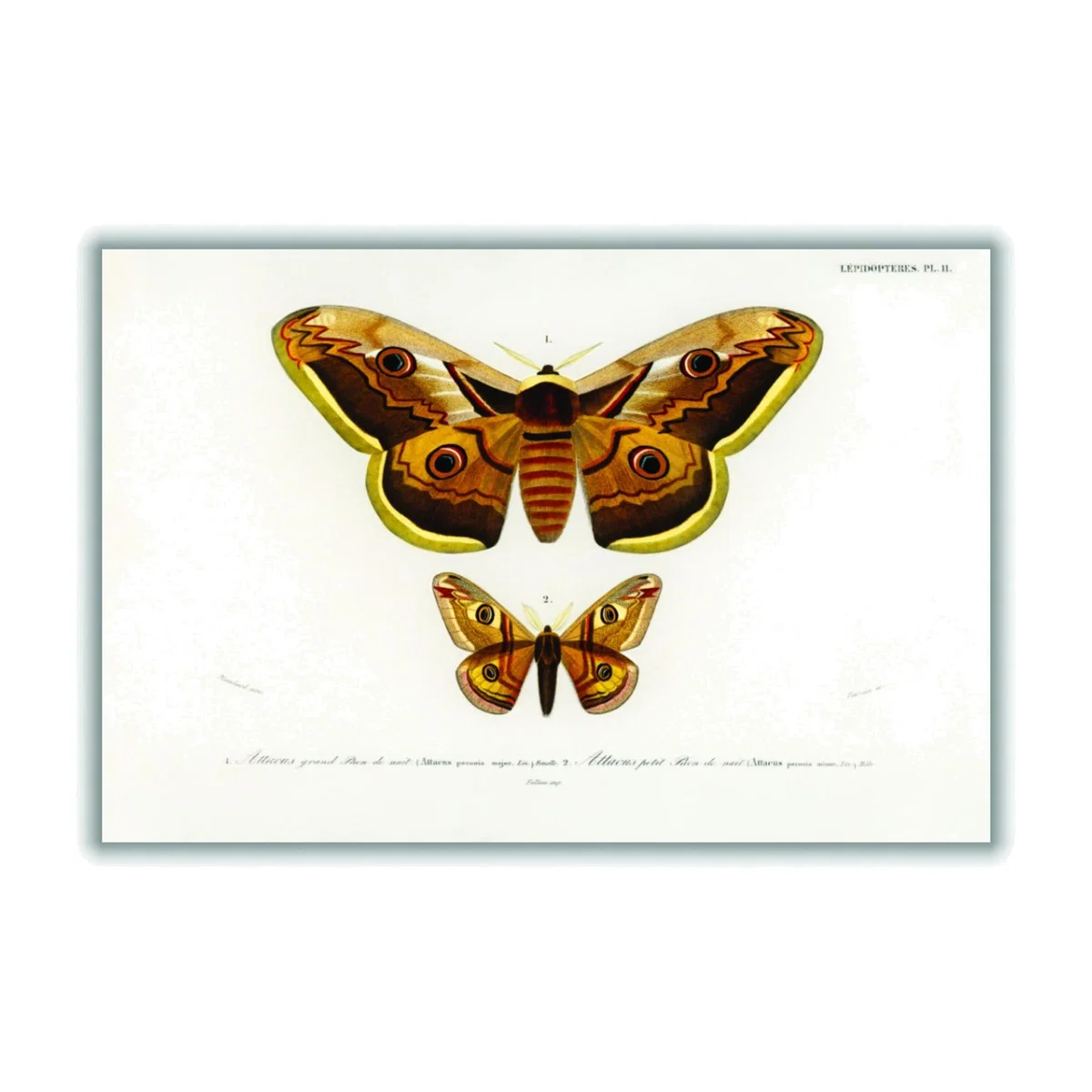 Emporor Moths Xxs Stanley Print House – image 1