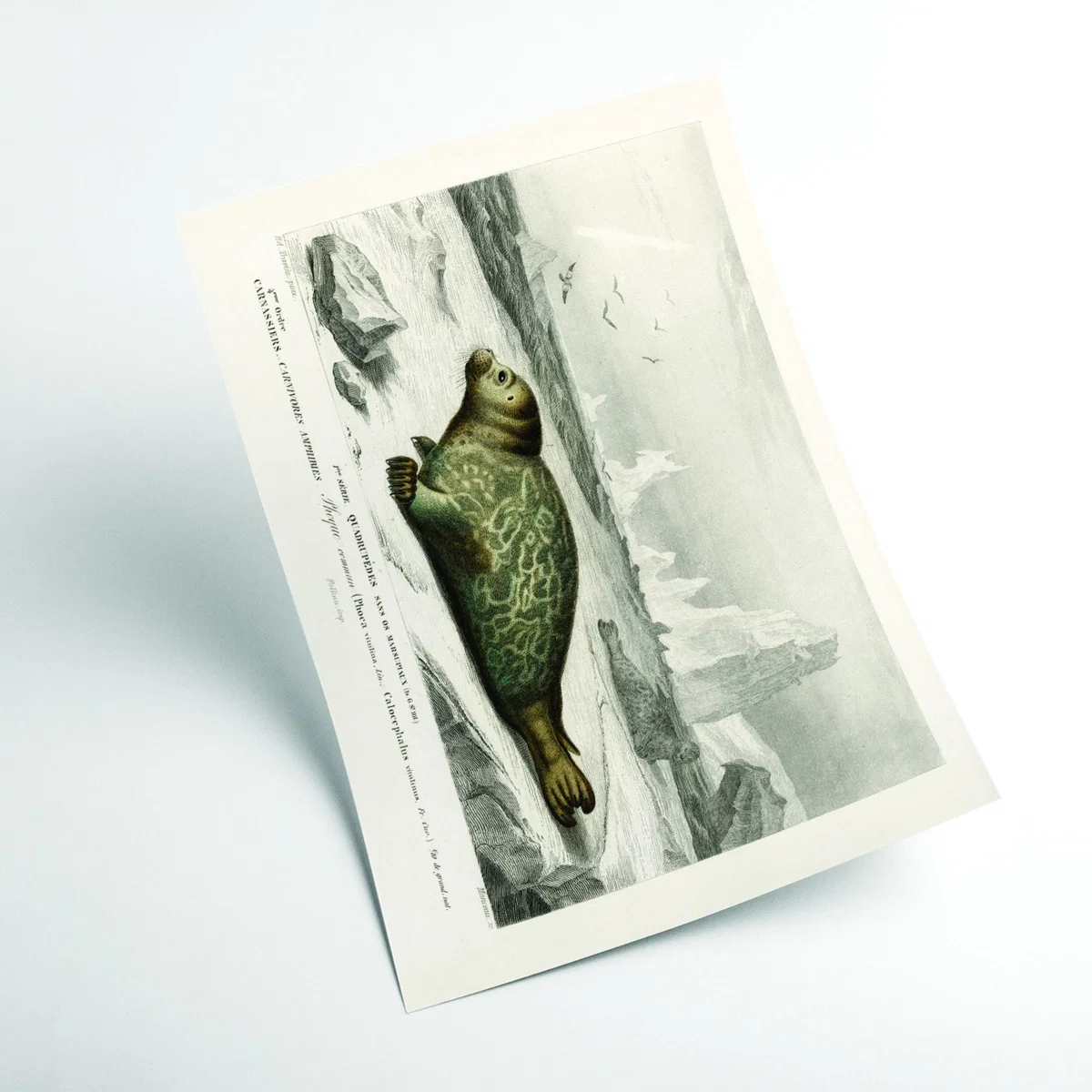 Grey Seal A2 420 X 594Mm Stanley Print House – image 2