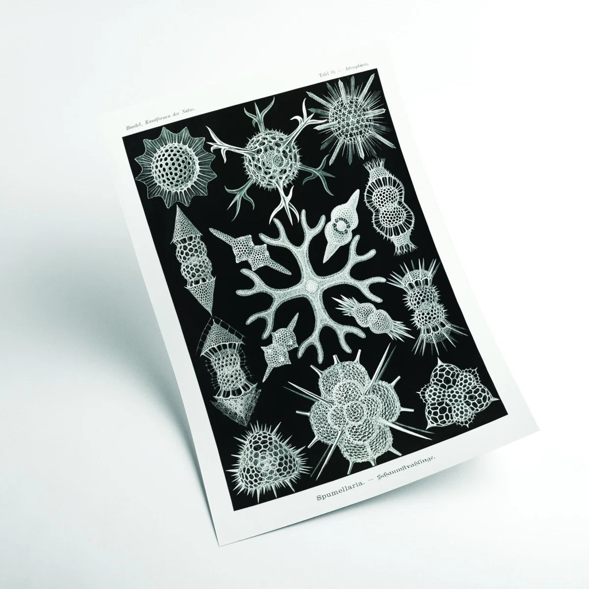 Grey Spumellaria-Schaumstrahlinge By Ernst Haeckel A4 210 X 297Mm Stanley Print House – image 2