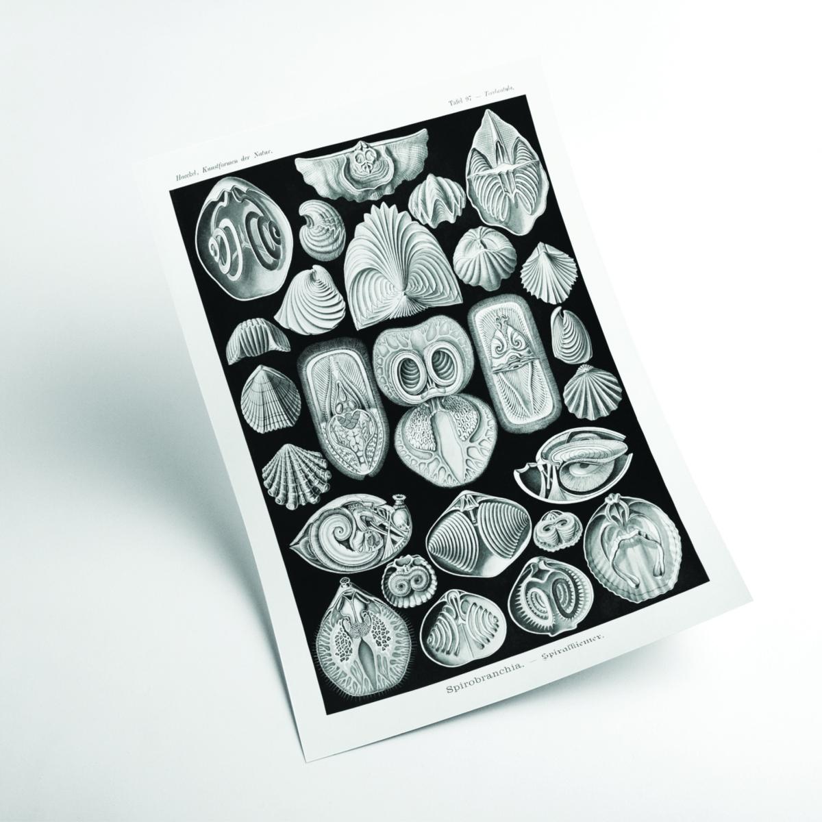 Grey Spirobranchia-Spiralkiemer By Ernst Haeckel Extra Large Stanley Print House – image 2