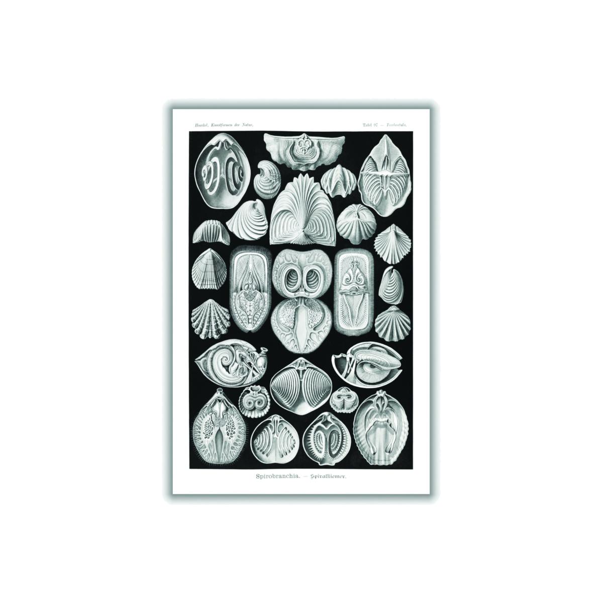 Grey Spirobranchia-Spiralkiemer By Ernst Haeckel Extra Large Stanley Print House – image 1