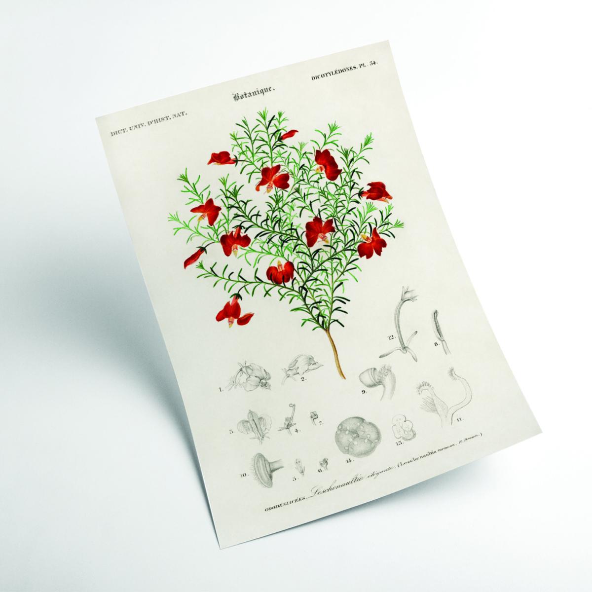 Green Red Leschenaultia Small Stanley Print House – image 2
