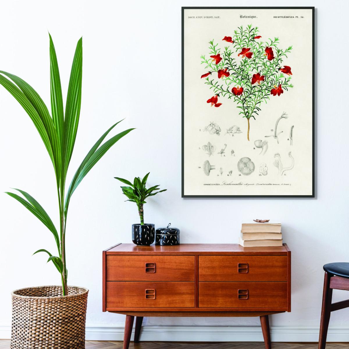 Green Red Leschenaultia Small Stanley Print House – image 3