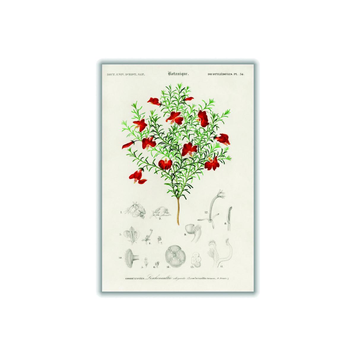 Green Red Leschenaultia Small Stanley Print House – image 1