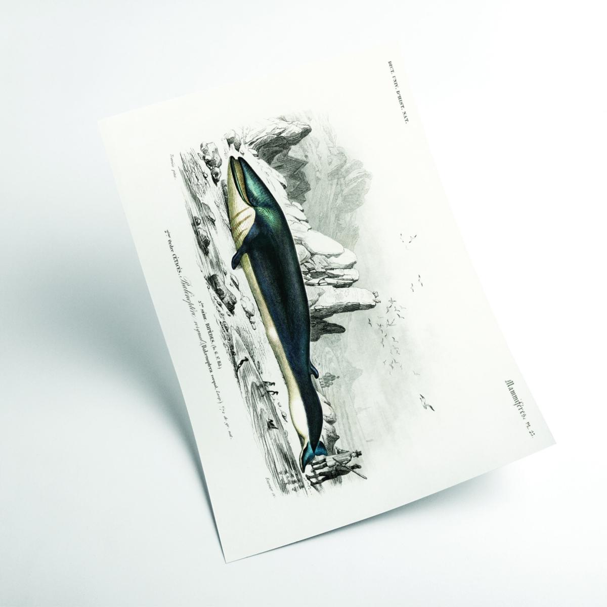 Black Balaenoptera Rorqual A2 420 X 594Mm Stanley Print House – image 2