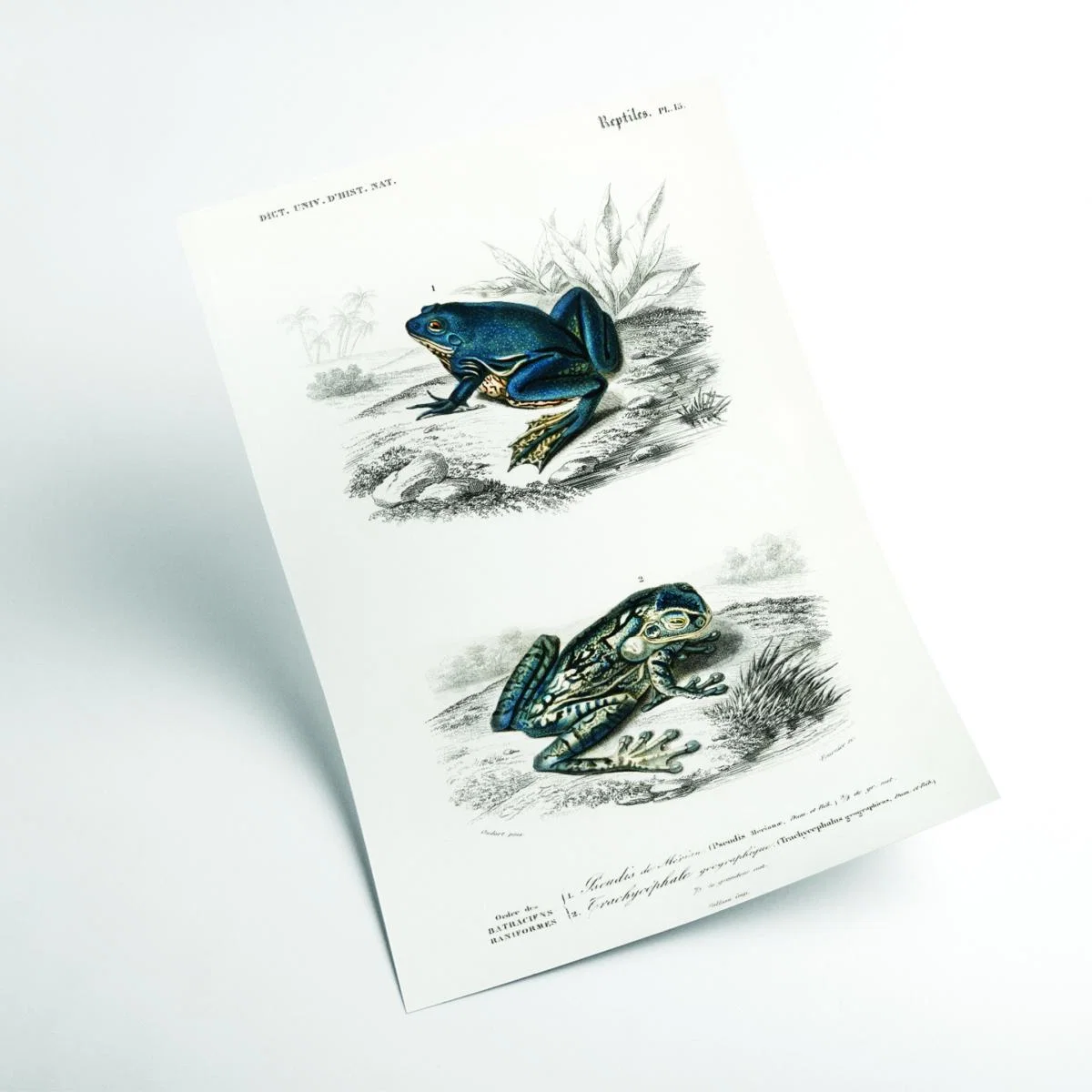 Blue Shrinking Frog & Black-Spotted Casque-Headed Tree A3 297 X 420Mm Stanley Print House – image 2