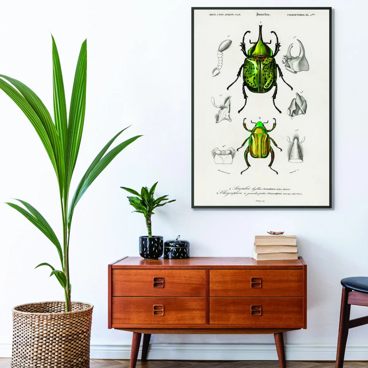 Green Chrysina Macropus And Eastern Hecules Beetle Print A3 297 X 420Mm Stanley Print House – image 3