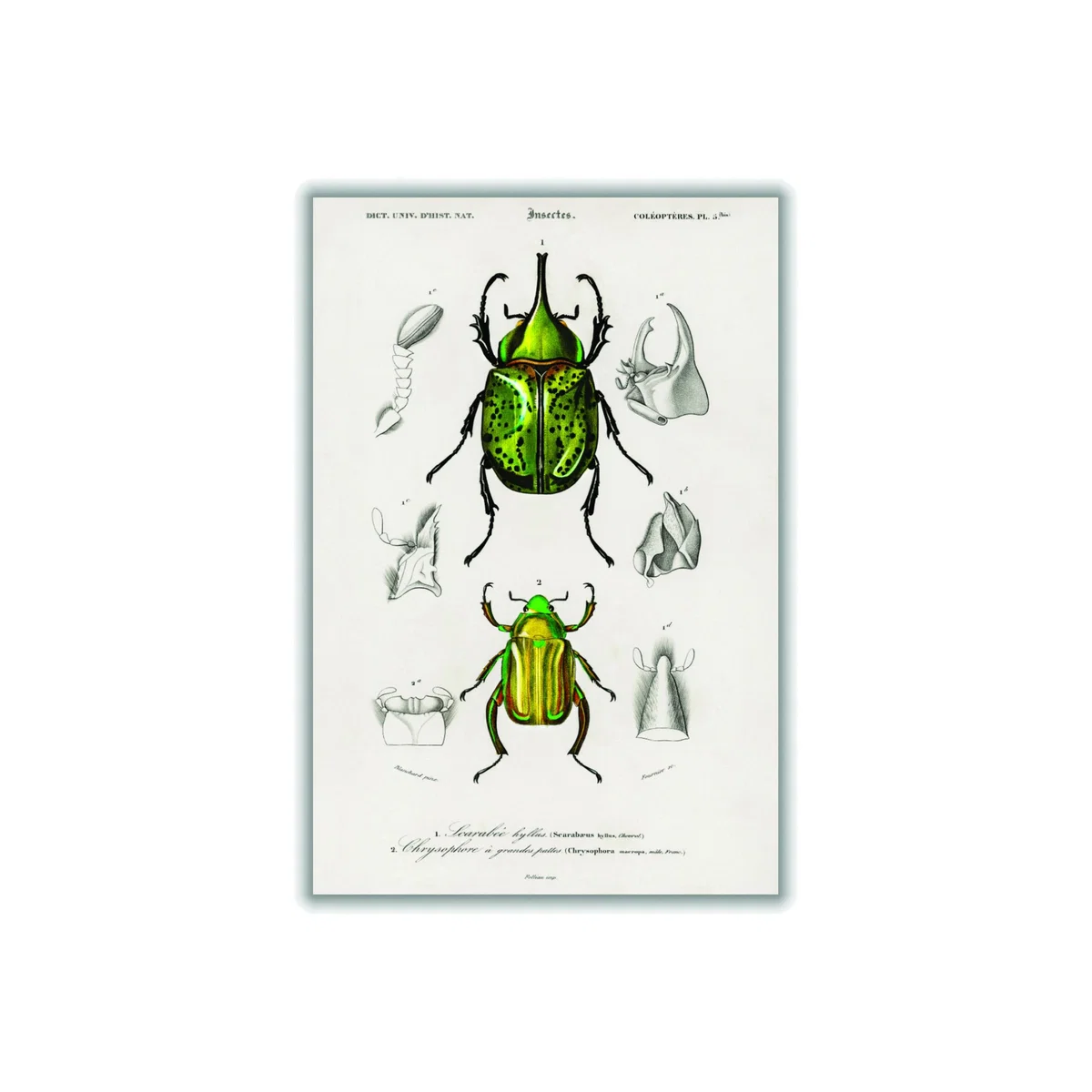 Green Chrysina Macropus And Eastern Hecules Beetle Print A3 297 X 420Mm Stanley Print House – image 1