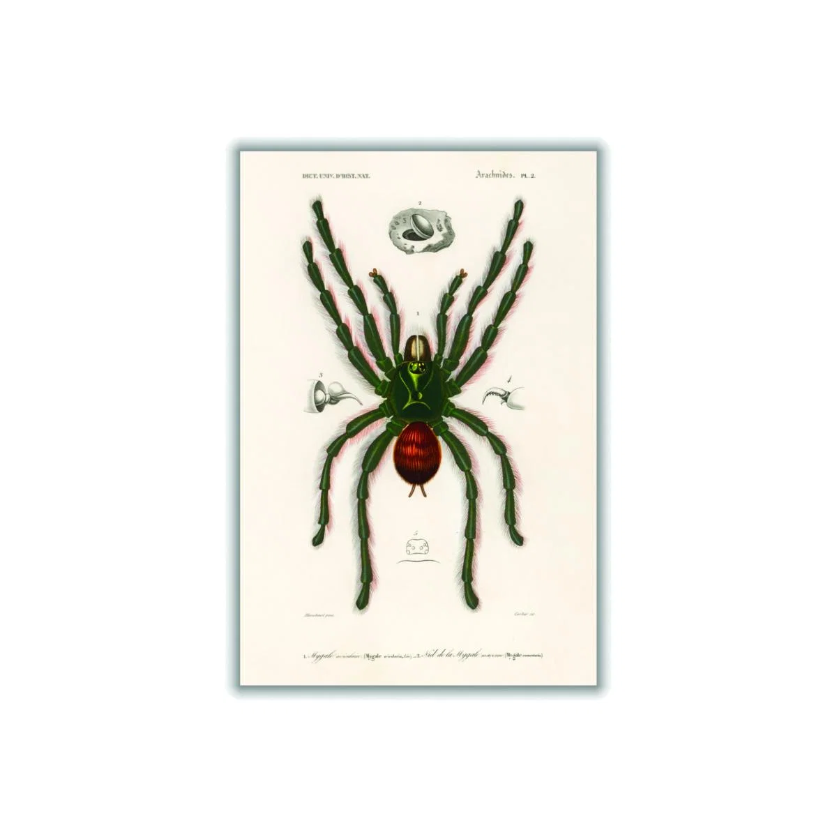Black Pinktoe Tarantula Xxs Stanley Print House – image 1