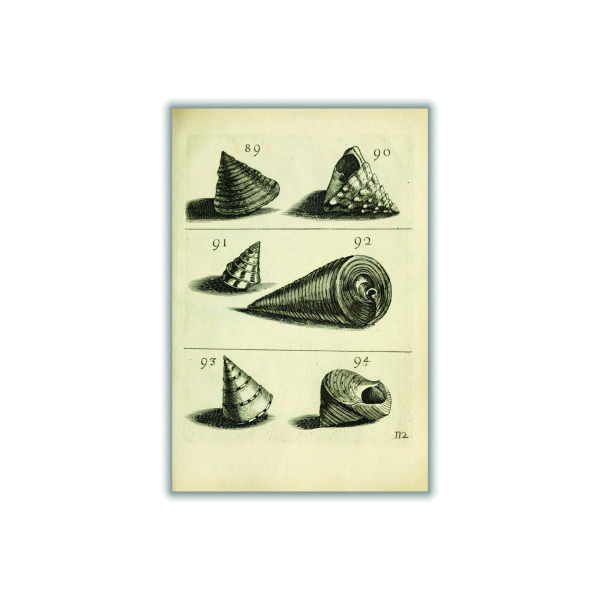 Neutrals Set Of Vintage Shells A2 420 X 594Mm Stanley Print House – image 1