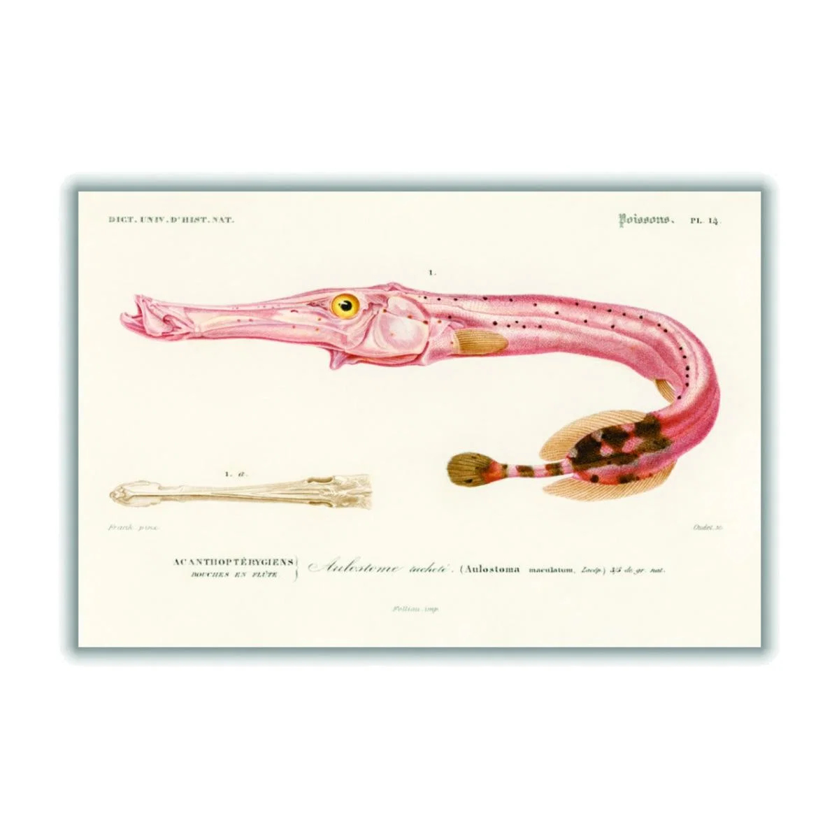 Rose Gold Aulostoma Maculatum A3 297 X 420Mm Stanley Print House – image 1