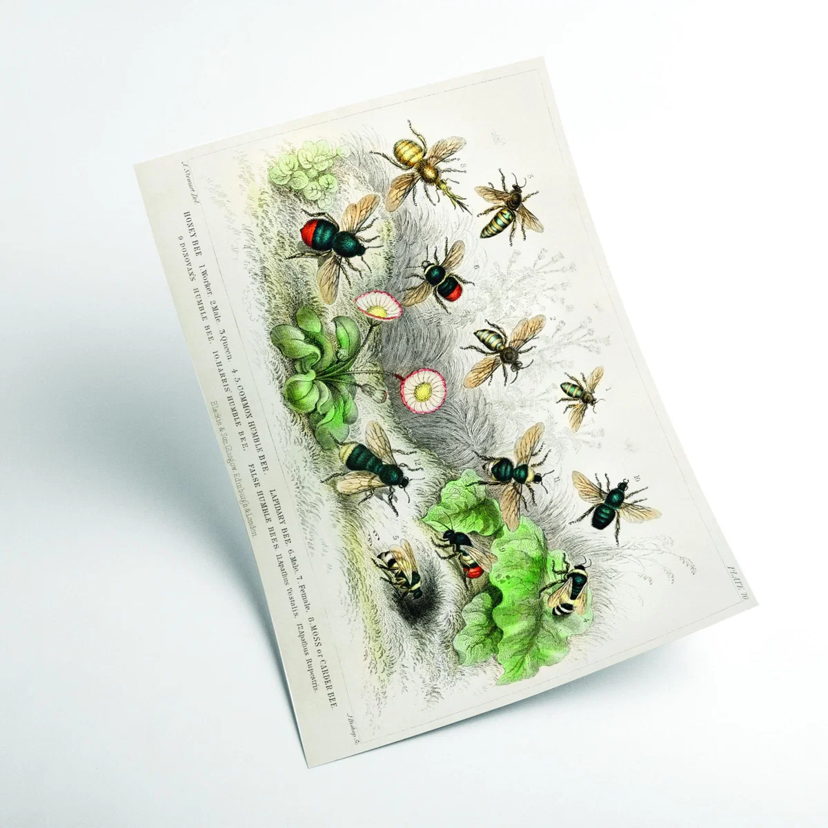 Green Various Types Of Bee Large Stanley Print House – image 2
