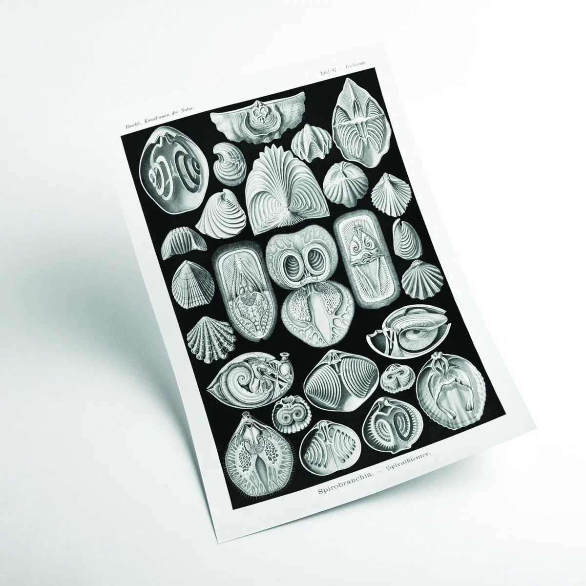 Grey Spirobranchia-Spiralkiemer By Ernst Haeckel A2 420 X 594Mm Stanley Print House – image 2