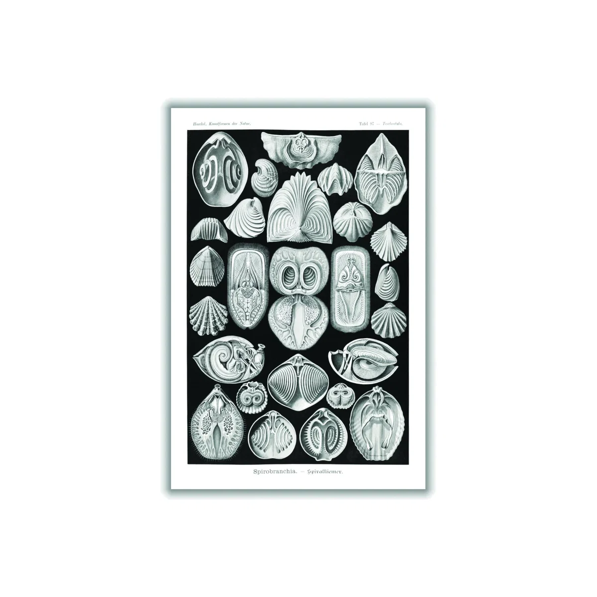 Grey Spirobranchia-Spiralkiemer By Ernst Haeckel A2 420 X 594Mm Stanley Print House – image 1