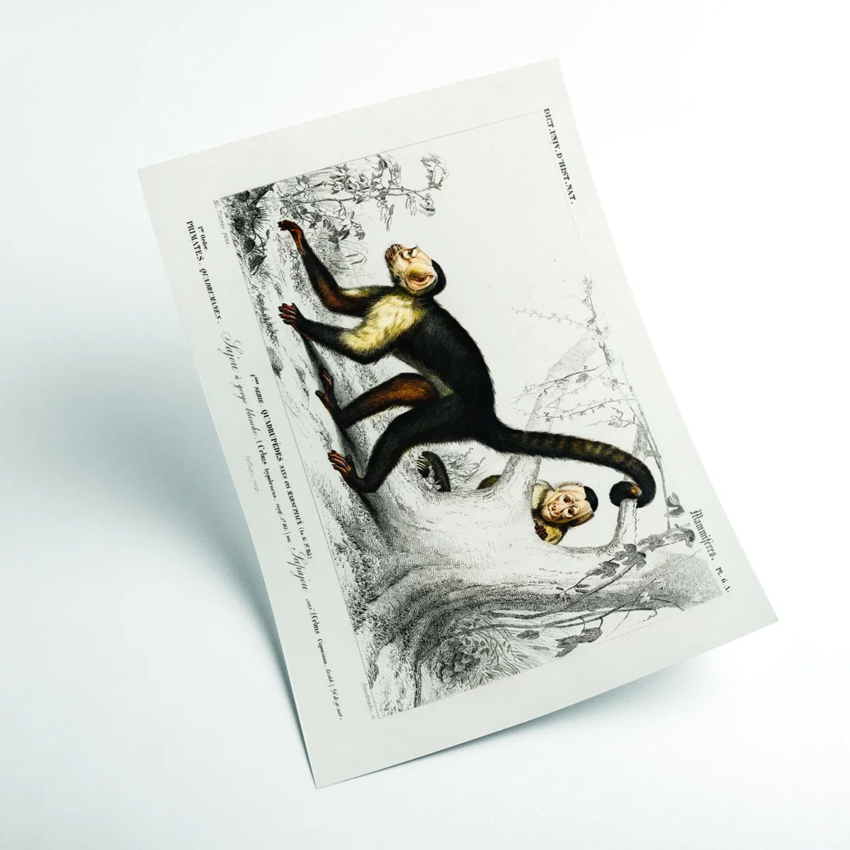 Brown White-Headed Capuchin Xxs Stanley Print House – image 2