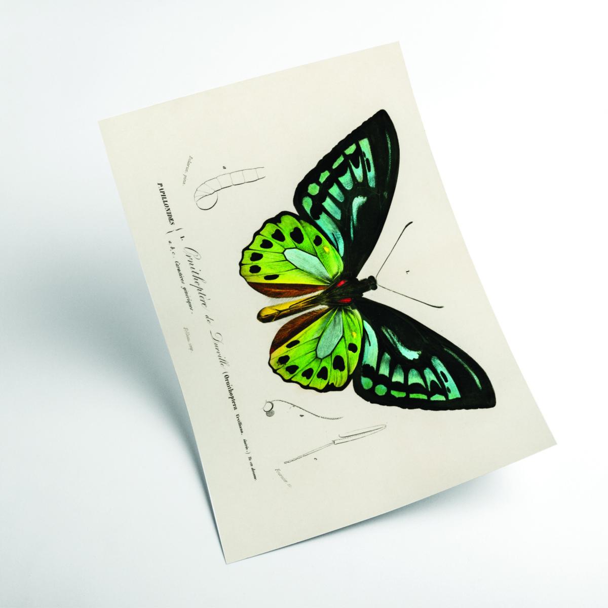 Green Birdwing Extra Small Stanley Print House – image 2