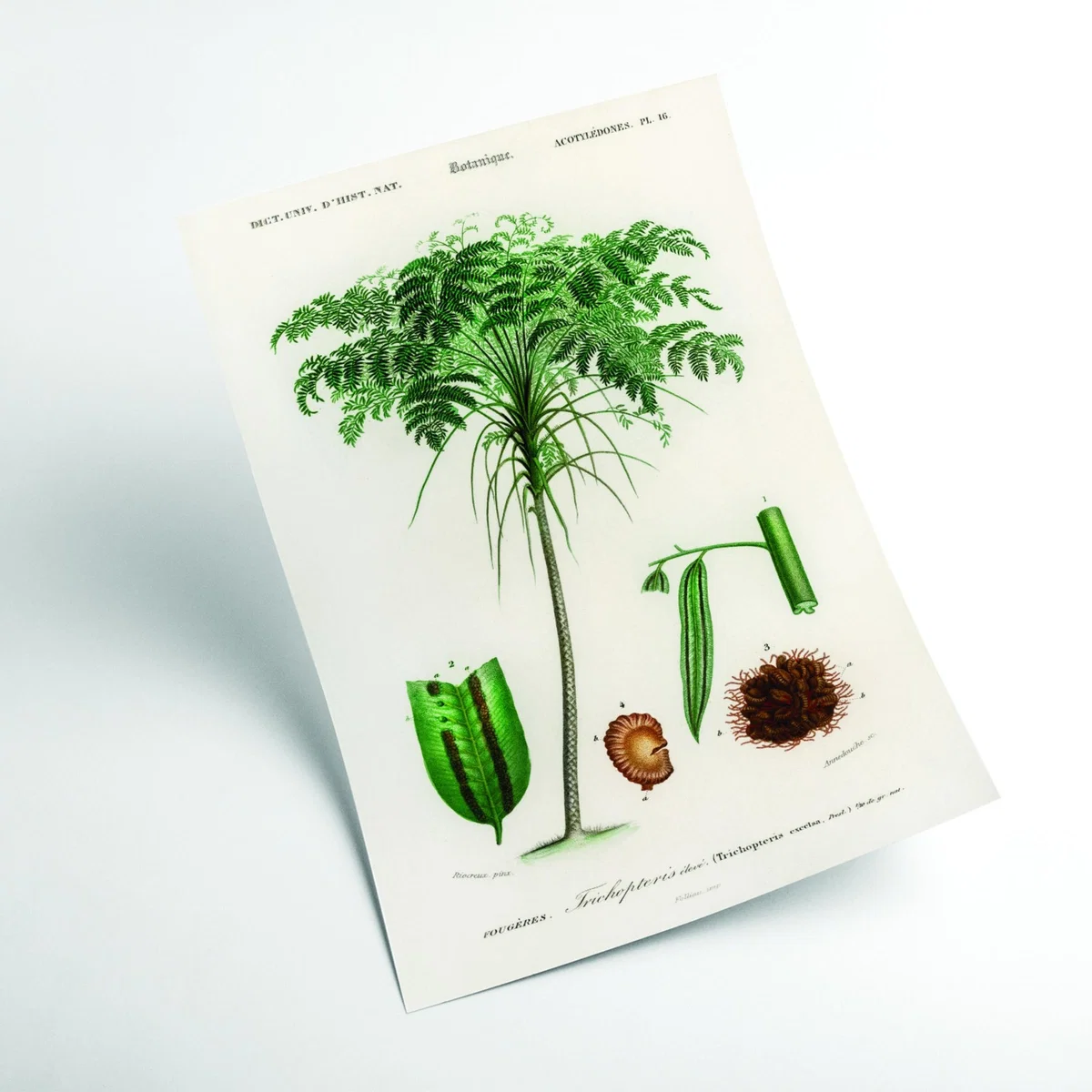 Green Trichipteris Excelsa A3 297 X 420Mm Stanley Print House – image 2