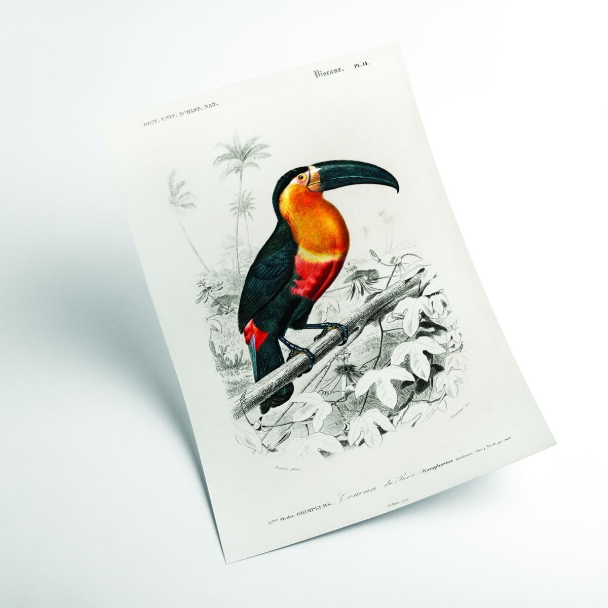 Yellow / Orange Toucan Medium Stanley Print House – image 2