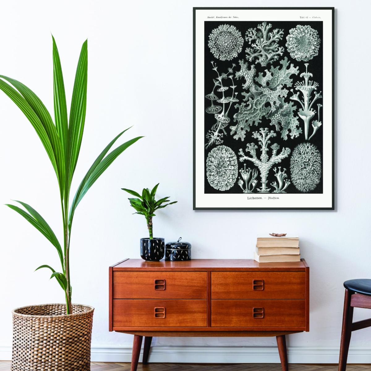 Grey Lichenes-Flechten By Ernst Haeckel A4 210 X 297Mm Stanley Print House – image 3
