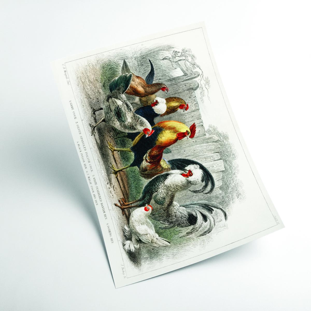 Cocks And Hens By Oliver Goldsmith - Multicolour A3 297 X 420Mm Stanley Print House – image 2