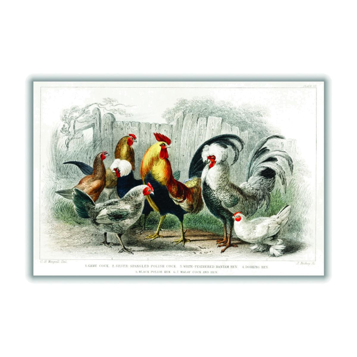 Cocks And Hens By Oliver Goldsmith - Multicolour A3 297 X 420Mm Stanley Print House – image 1