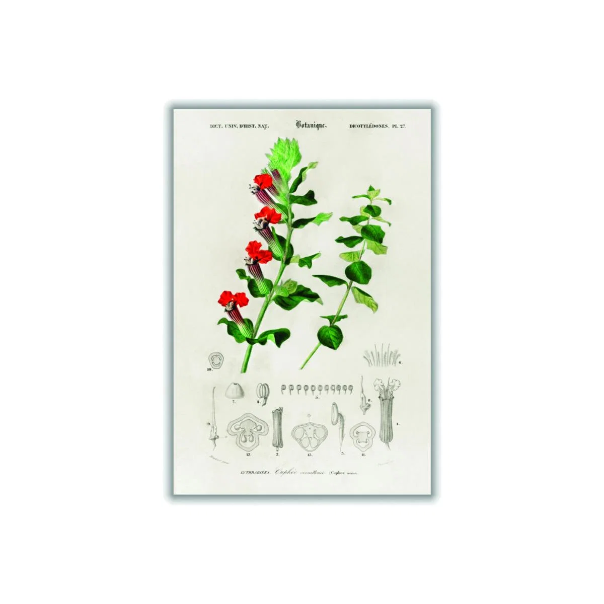 Cuphea Miniata Print A3 297 X 420Mm Stanley Print House – image 1