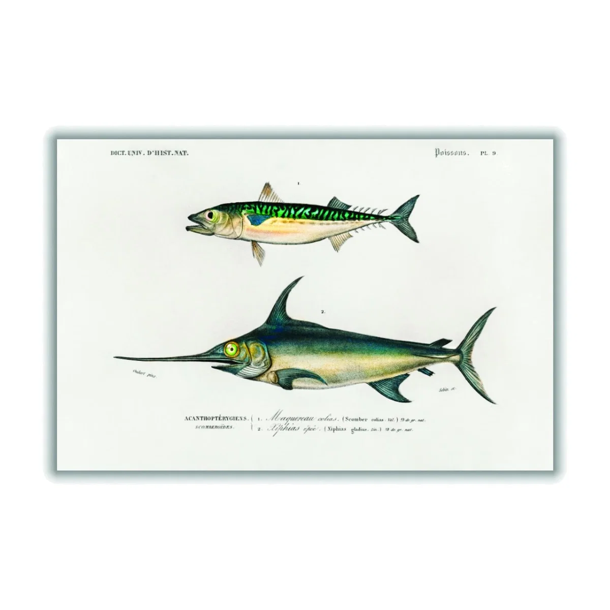 Different Types Of Fishes Iiii A3 297 X 420Mm Stanley Print House – image 1