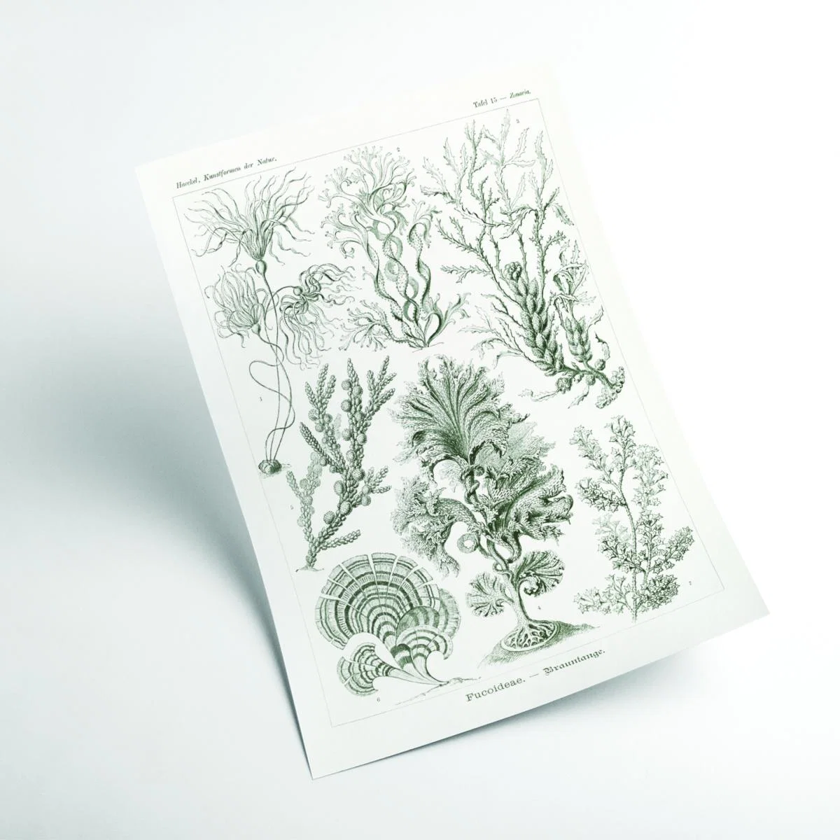 Grey Fucoideae-Brauntange By Ernst Haeckel Medium Stanley Print House – image 2