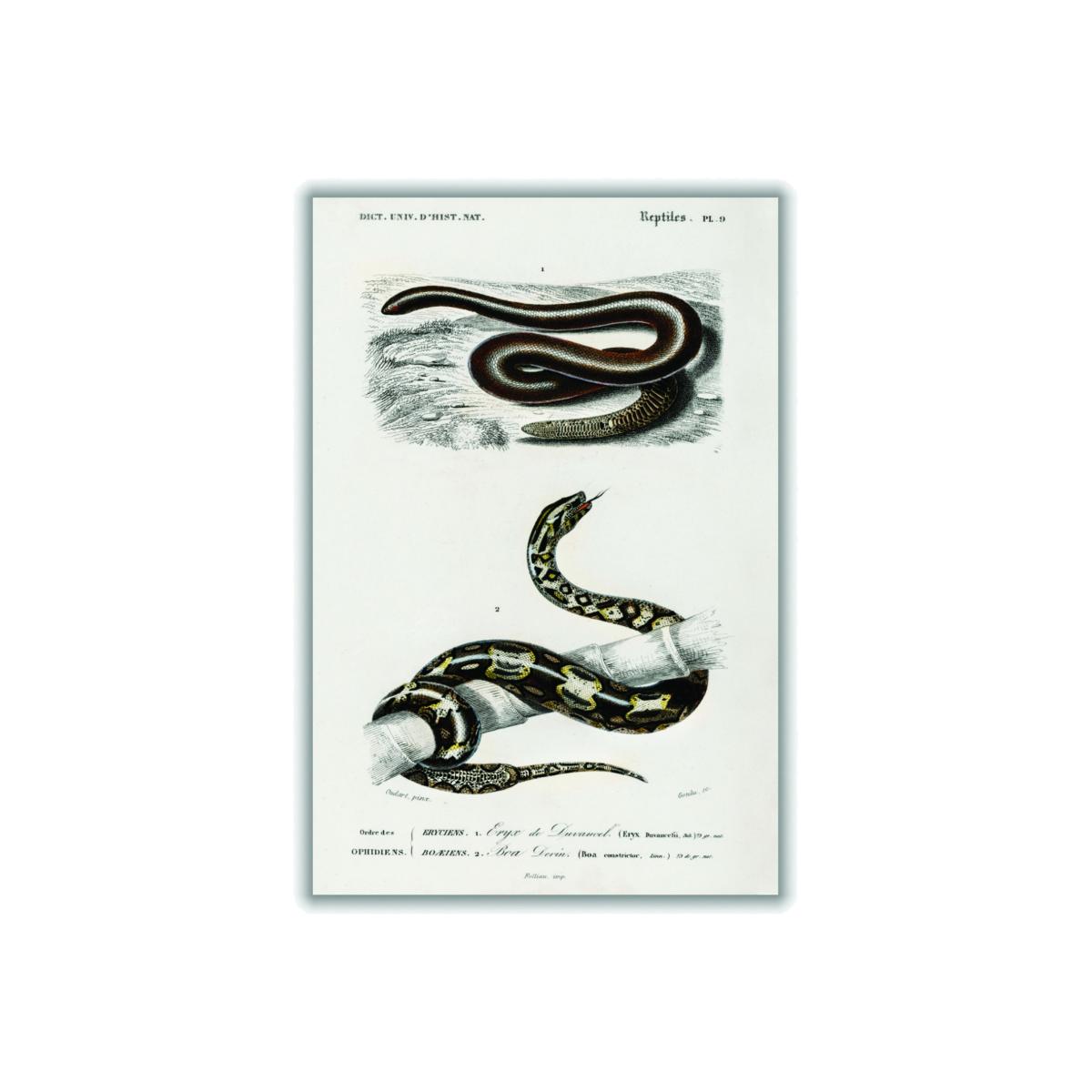 Black Eryx And The Red Tailed Boa Print A3 297 X 420Mm Stanley Print House – image 1