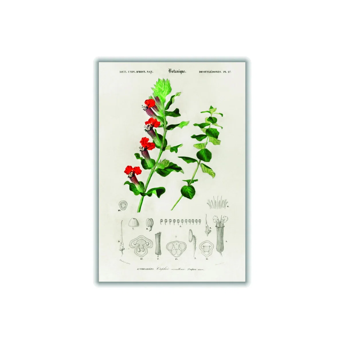 Cuphea Miniata Print A1 594 X 841Mm Stanley Print House – image 1