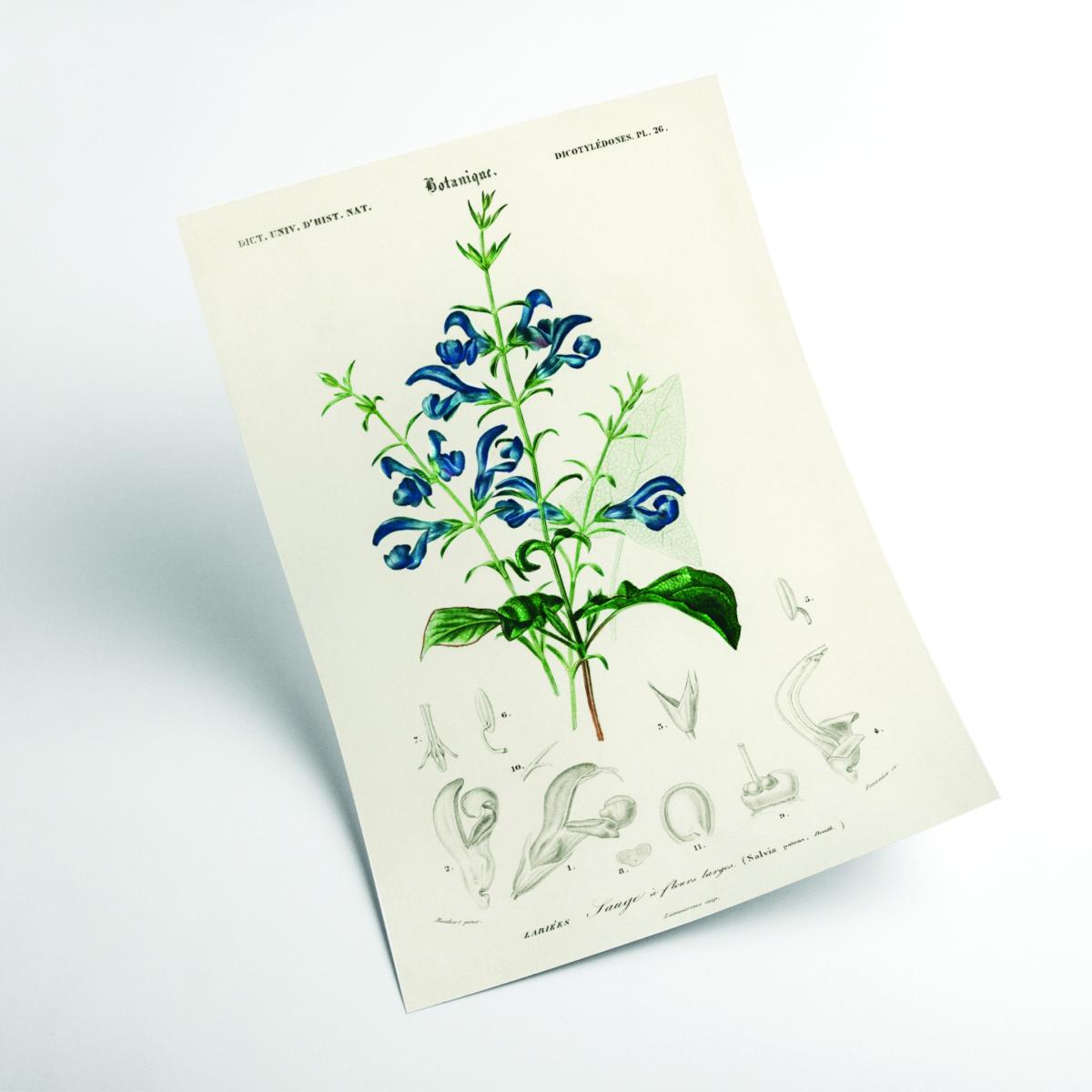 Green Salvia Patens Medium Stanley Print House – image 2