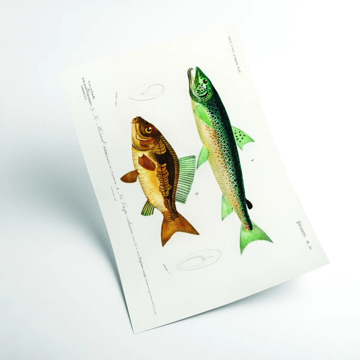 Yellow / Orange Salmo Hamatus And Cyprinus Carpio A2 420 X 594Mm Stanley Print House – image 2