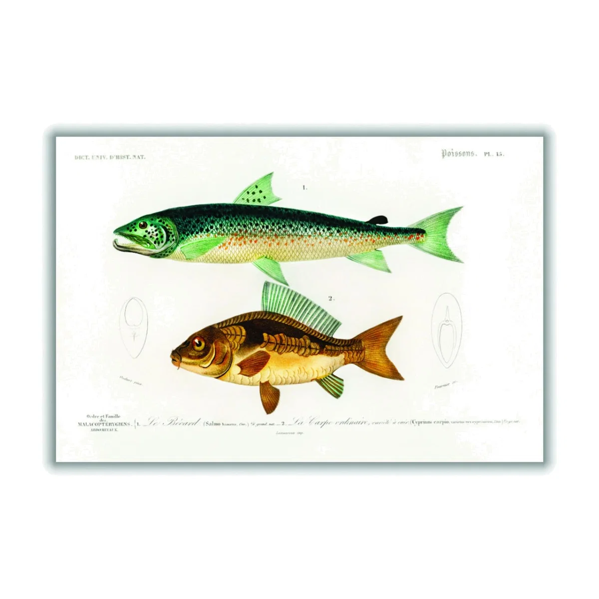 Yellow / Orange Salmo Hamatus And Cyprinus Carpio A2 420 X 594Mm Stanley Print House – image 1