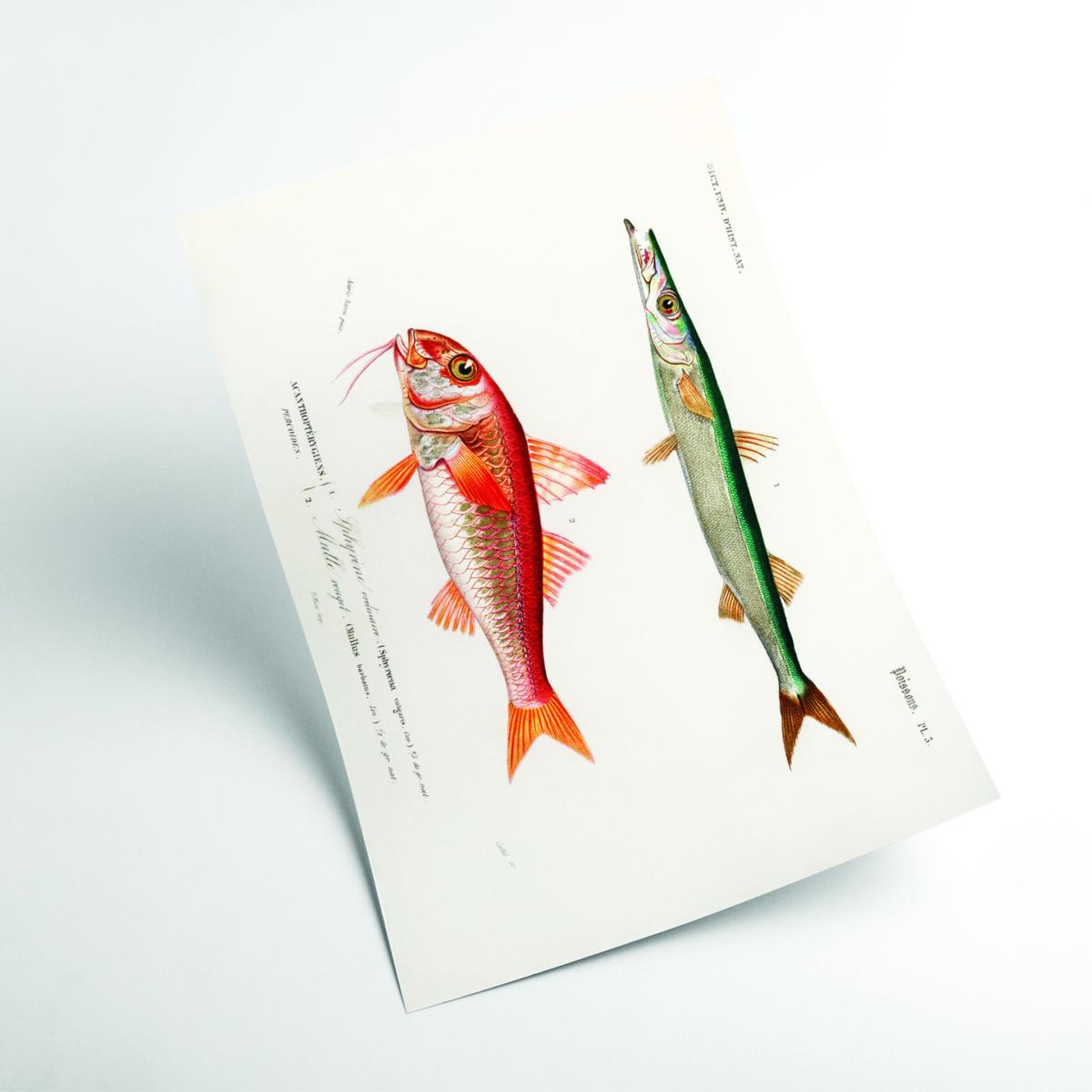 Different Types Of Fishes I Medium Stanley Print House – image 2