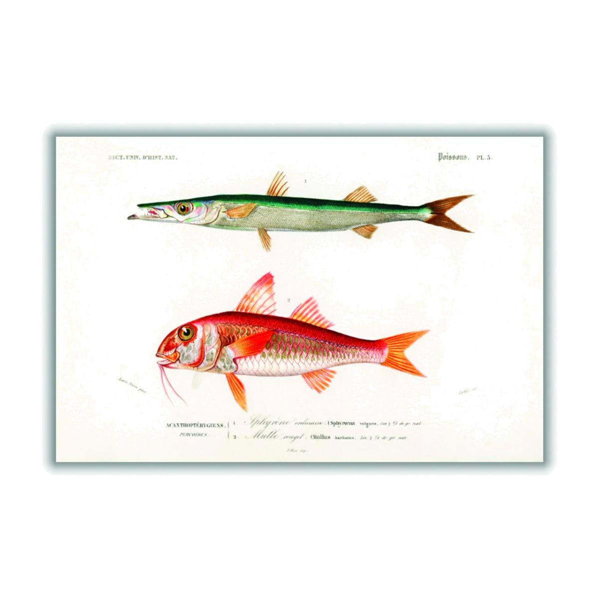 Different Types Of Fishes I Medium Stanley Print House – image 1