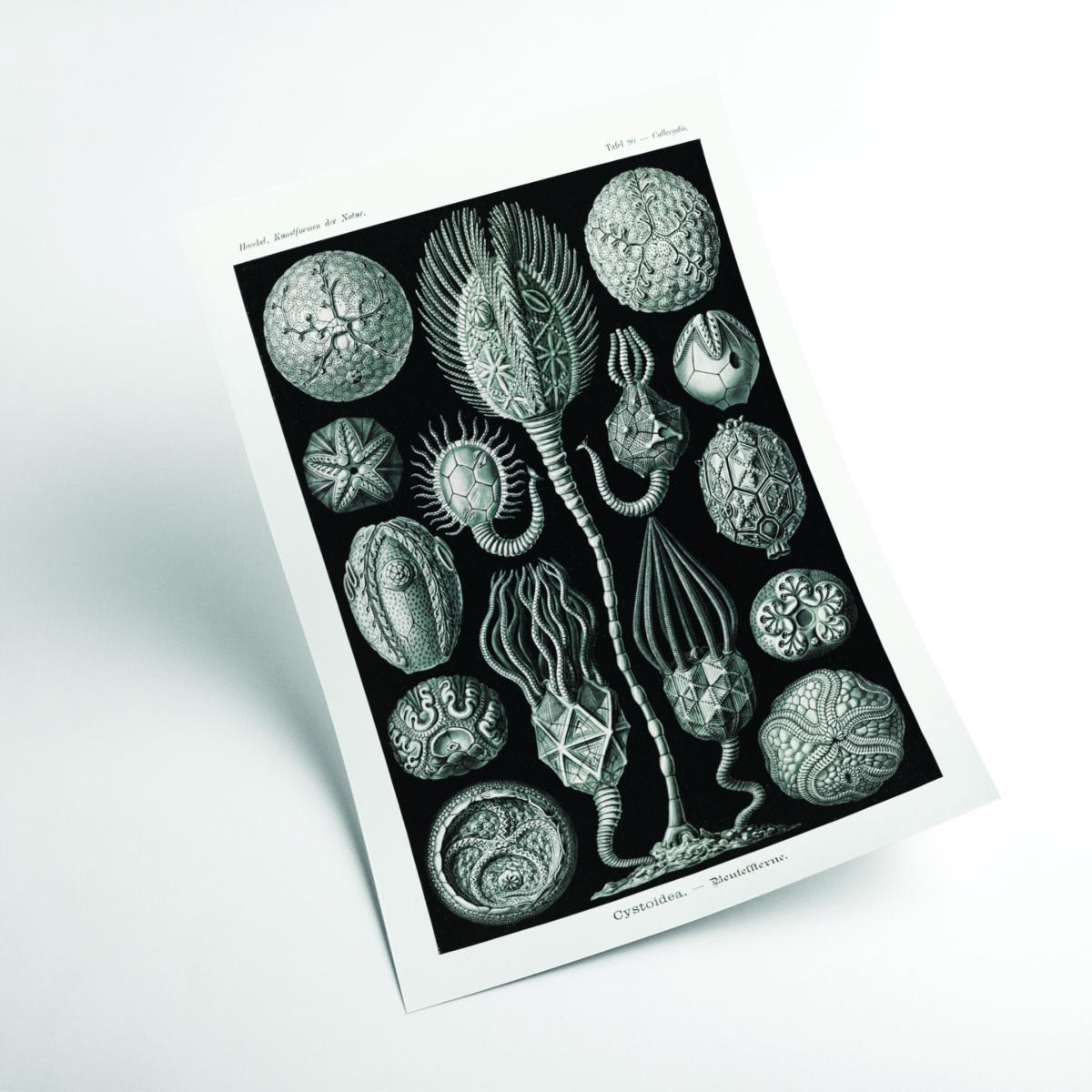 Grey Cystoidea-Beutelsterne By Ernst Haeckel A3 297 X 420Mm Stanley Print House – image 2