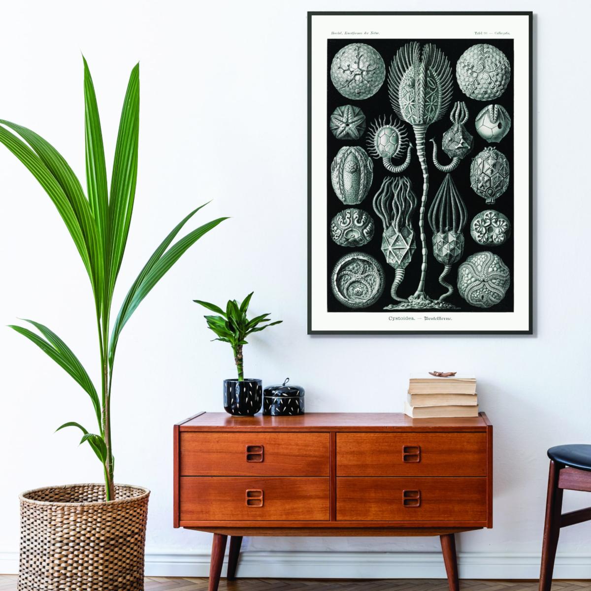 Grey Cystoidea-Beutelsterne By Ernst Haeckel A3 297 X 420Mm Stanley Print House – image 3